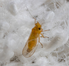 Heteropsylla
