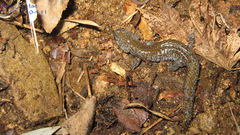 Hynobius quelpaertensis