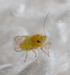 Heteropsylla