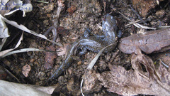 Hynobius quelpaertensis