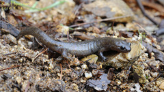 Hynobius quelpaertensis