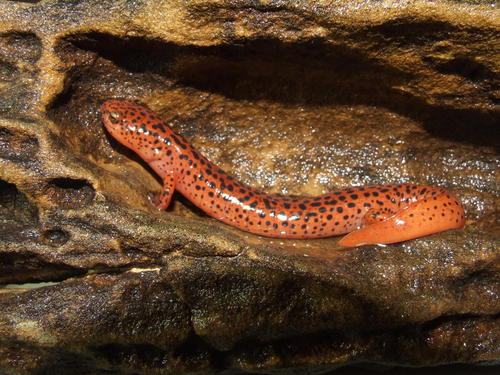 Red Salamander