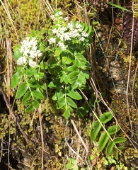 Gingidia montana