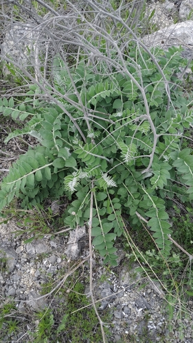 Onobrychis pallasii (Onobrychis pallasii)