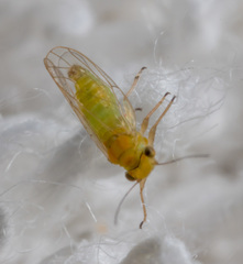 Heteropsylla
