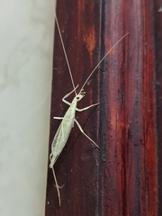 Oecanthus leptogrammus