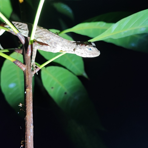 Indochinese Flying (or Gliding) Lizard, Draco indochinensis