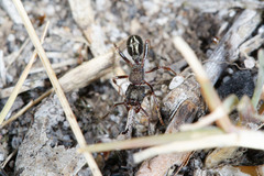 Rhytidoponera tasmaniensis