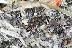 Rhytidoponera tasmaniensis