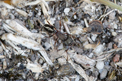 Rhytidoponera tasmaniensis