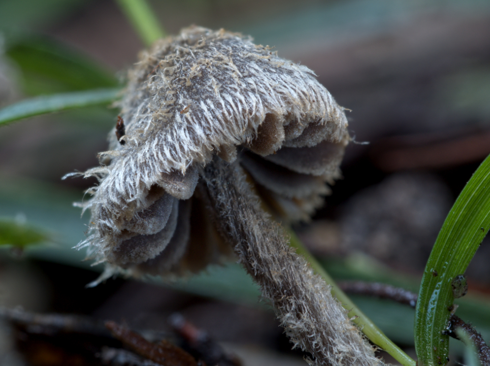 Entoloma farinosum