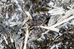 Rhytidoponera tasmaniensis