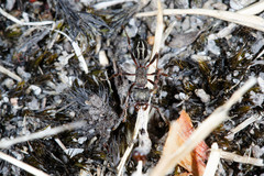 Rhytidoponera tasmaniensis