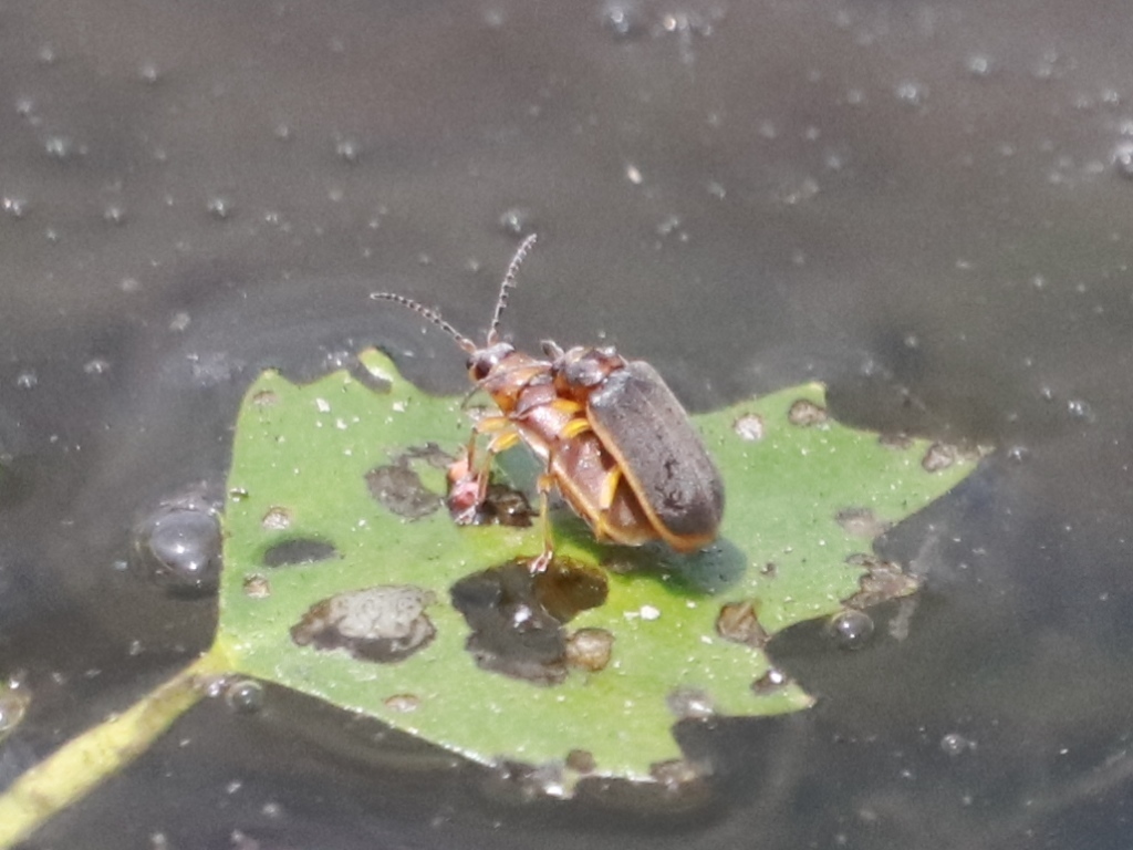Galerucella nipponensis