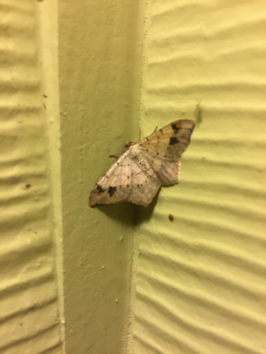 Psamatodes abydata