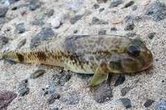 Yongeichthys nebulosus