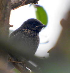 Melaenornis pammelaina ater