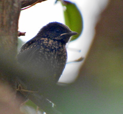 Melaenornis pammelaina ater