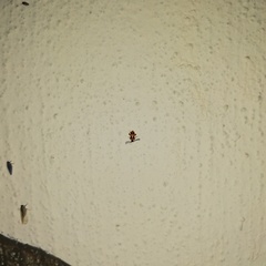 Cornulactica varicornis