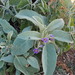 Solanum quadriloculatum - Photo (c) Jon Luly, μερικά δικαιώματα διατηρούνται (CC BY-NC), uploaded by Jon Luly