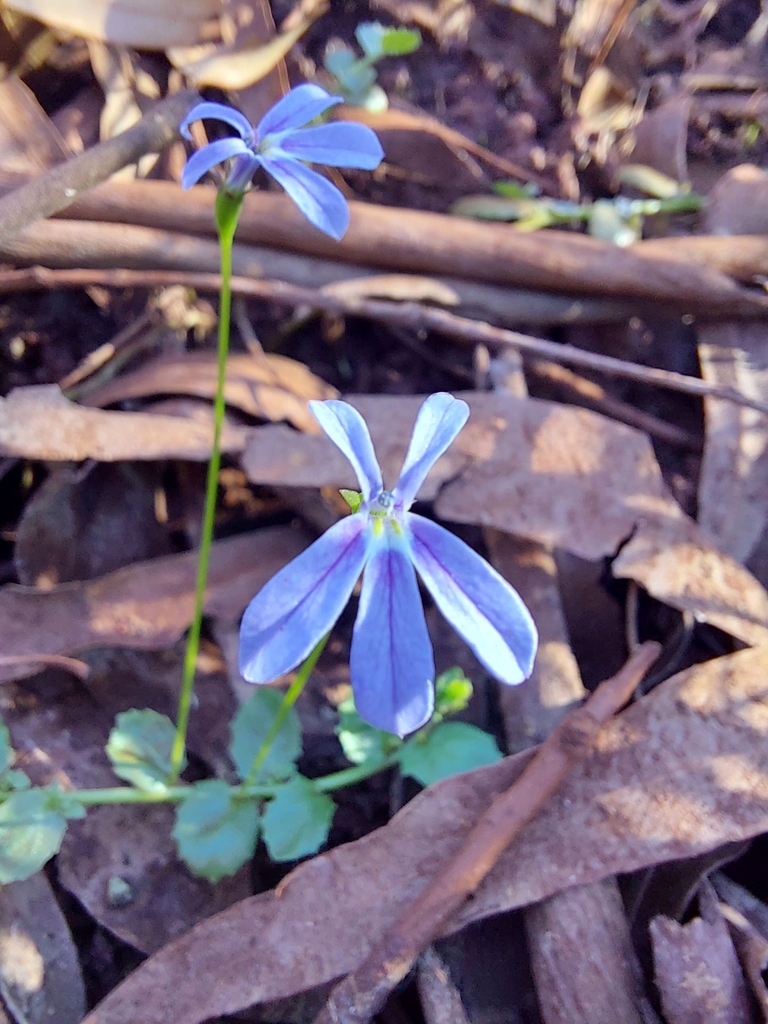 Lobelia arnhemiaca
