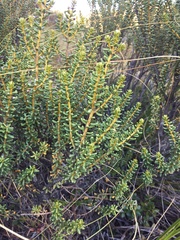 Olearia cymbifolia