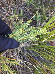 Olearia cymbifolia