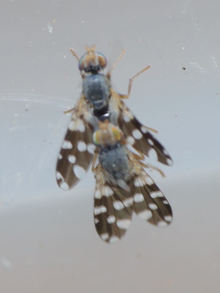 Renosterbos Gall Fly