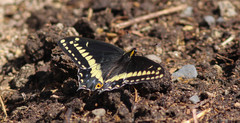 Papilio indra