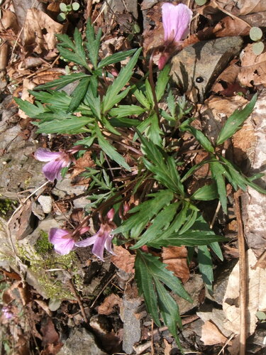 Viola eizanensis iNat (2)