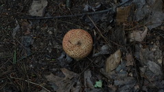 Suillus spraguei image