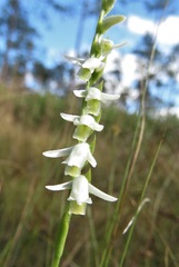 Spiranthes longilabris