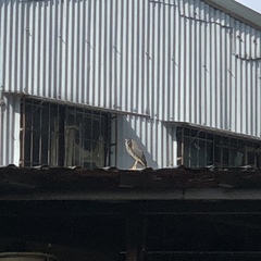 Nycticorax nycticorax