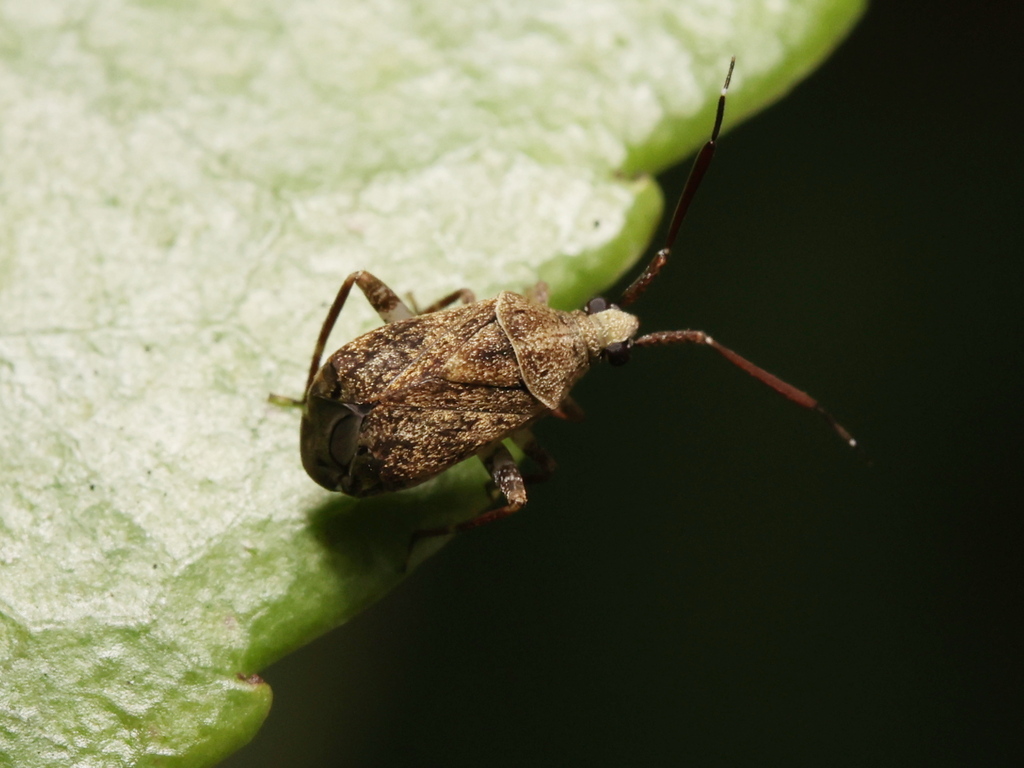 Eurystylus Ryukyus From Tin Shui Wai, Hong Kong On May 20, 2023 At 12: 