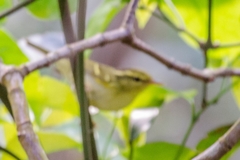 Phylloscopus goodsoni