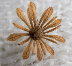 Homalium cochinchinense