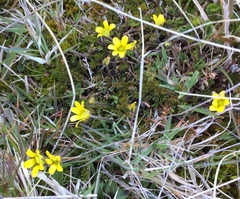 Ranunculus gracilipes