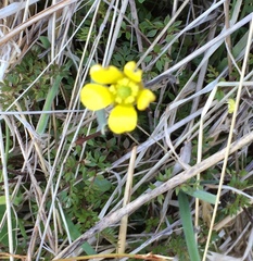 Ranunculus gracilipes