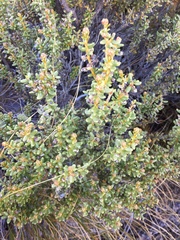Olearia cymbifolia