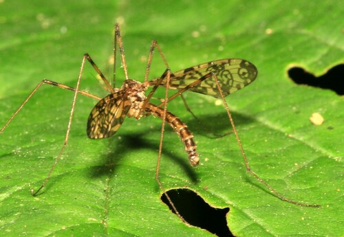 Epiphragma ocellare nuotrauka