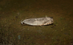 Plectophila