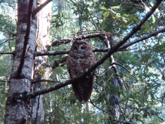 Strix occidentalis caurina