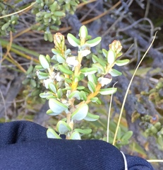 Olearia cymbifolia