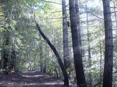 Strix occidentalis caurina