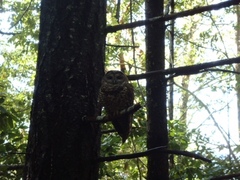 Strix occidentalis caurina