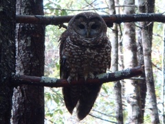 Strix occidentalis caurina