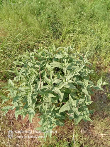 Image of Salvia deserta by (c) Михаил Орлов, some rights reserved (CC BY)
