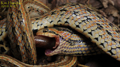 Oocatochus rufodorsatus