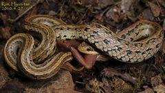 Oocatochus rufodorsatus