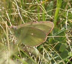 Colias behrii